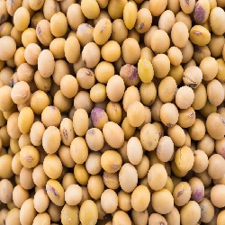 سردخانه سویا