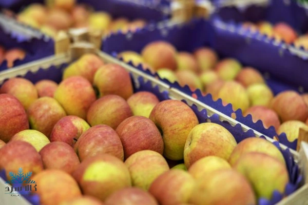 سردخانه نگهداری سیب