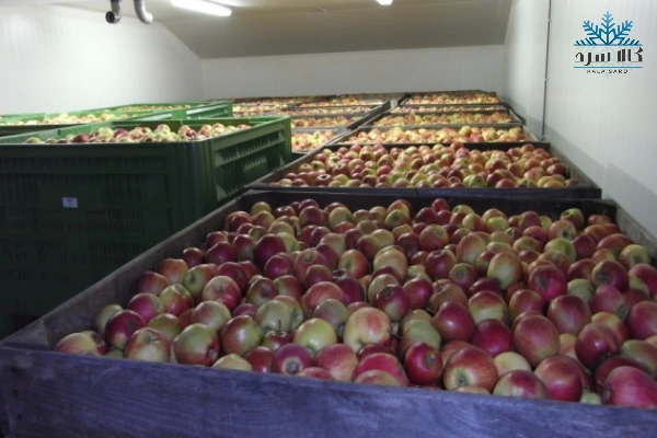 سردخانه سیب