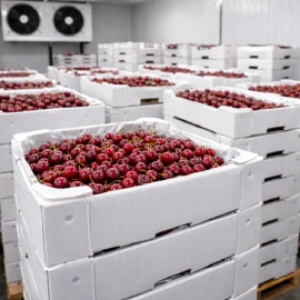 نگهداری گیلاس در سردخانه